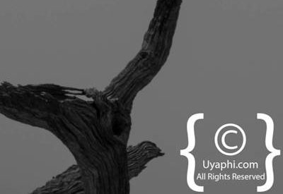 Madikwe Bird Photo Gallery