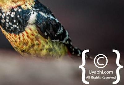 Madikwe Bird Photo Gallery