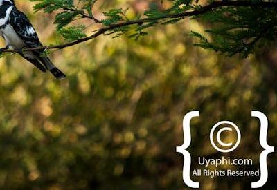 Madikwe Bird Gallery