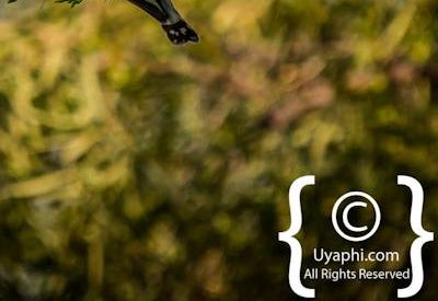 Madikwe Bird Gallery