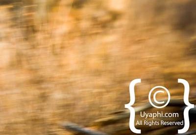 Madikwe Bird Gallery