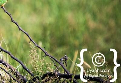 Madikwe Bird Gallery