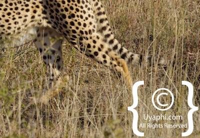 Madikwe Cheetah Photo Gallery