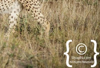 Madikwe Cheetah Gallery