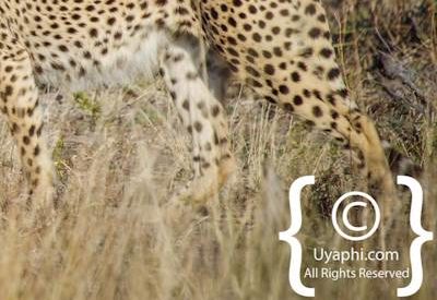 Madikwe Cheetah Gallery