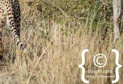 Madikwe Cheetah Gallery