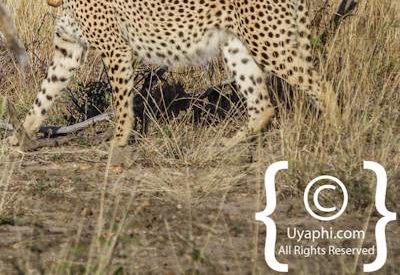 Madikwe Cheetah Gallery