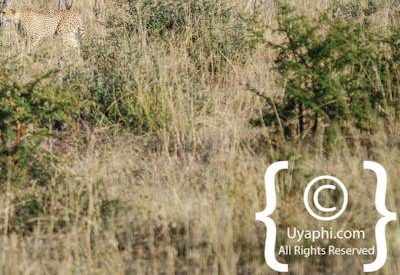 Madikwe Cheetah Gallery