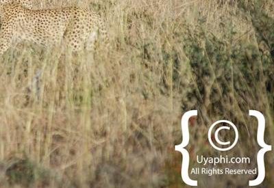 Cheetahs Of Madikwe
