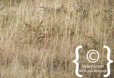 Cheetahs Of Madikwe