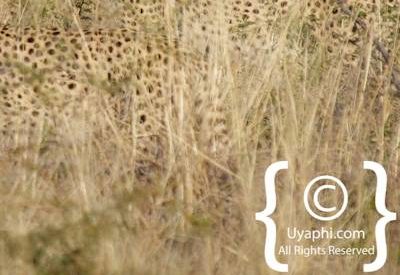 Cheetahs Of Madikwe