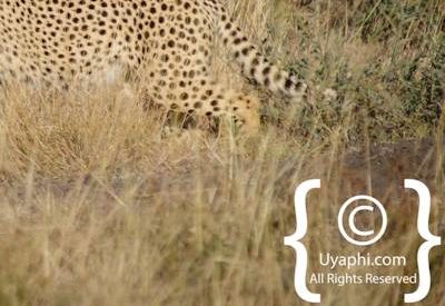 Cheetahs Of Madikwe