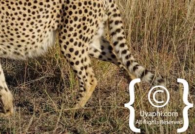 Madikwe Cheetah Photo Gallery