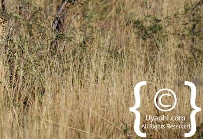 Madikwe Cheetah Photo Gallery