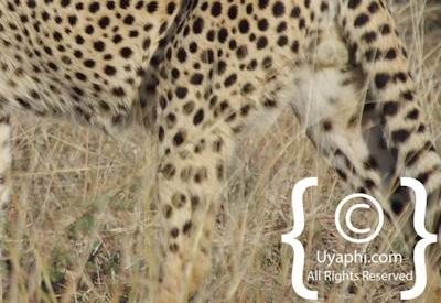 Madikwe Cheetah Photo Gallery