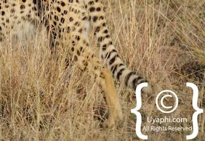 Madikwe Cheetah Gallery