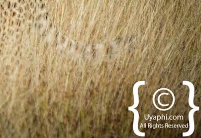 Madikwe Cheetah Gallery