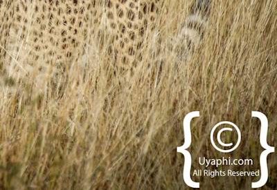 Madikwe Cheetah Gallery