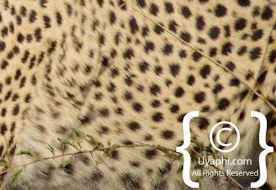 Madikwe Cheetah Gallery