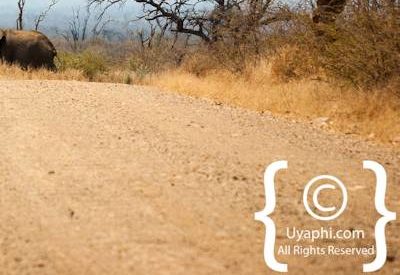 Madikwe Elephant Photo Gallery