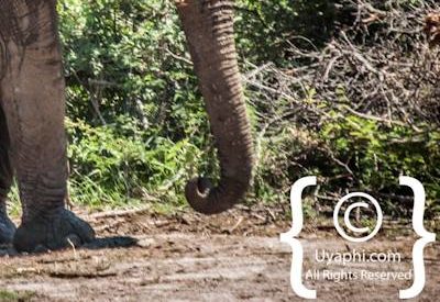 Madikwe Elephant Gallery