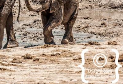 Madikwe Elephant Gallery