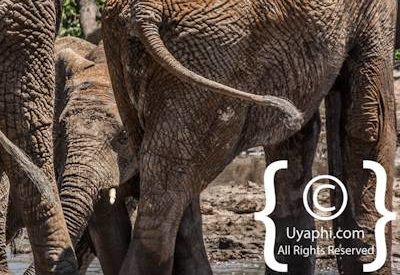 Madikwe Elephant Gallery