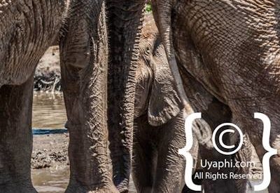 Madikwe Elephant Gallery