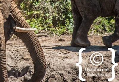 Madikwe Elephant Gallery