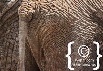 Madikwe Elephant Gallery