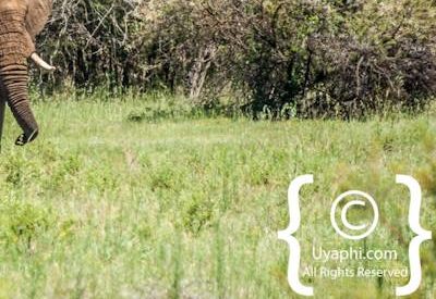 Madikwe Elephant Gallery