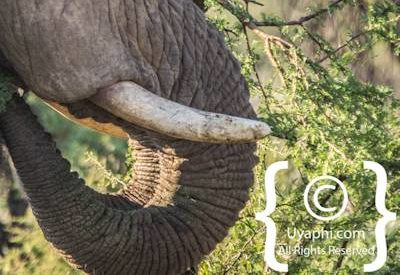 Madikwe Elephant Gallery