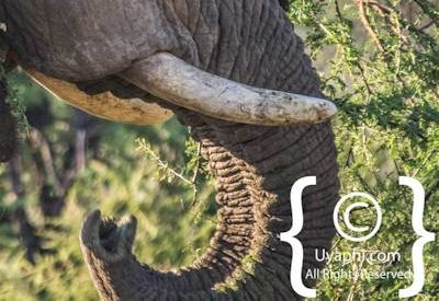 Madikwe Elephant Gallery