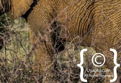 Madikwe Elephant Gallery