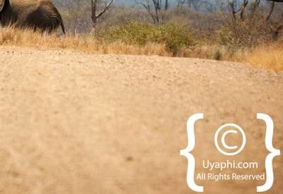 Madikwe Elephant Photo Gallery