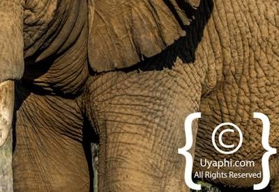 Madikwe Elephant Gallery