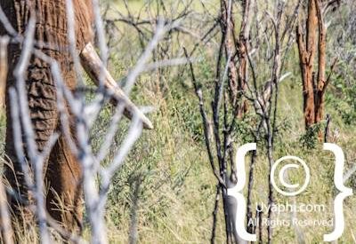 Madikwe Elephant Gallery