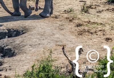 Madikwe Elephant Gallery