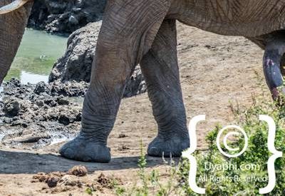 Madikwe Elephant Gallery