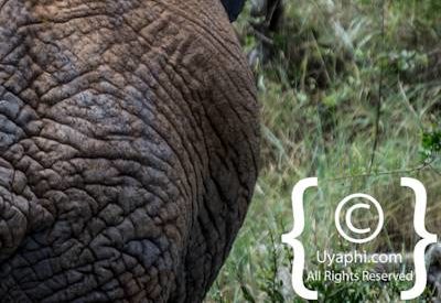 Madikwe Elephant Gallery