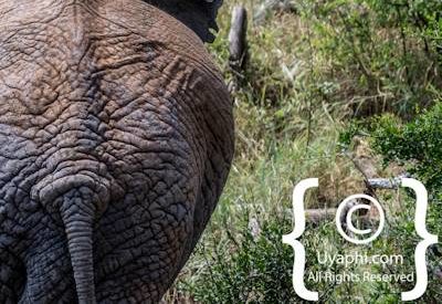 Elephants Of Madikwe