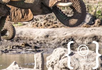 Elephants Of Madikwe