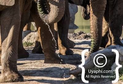 Elephants Of Madikwe