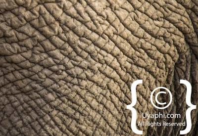 Elephants Of Madikwe