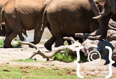Madikwe Elephant Photo Gallery