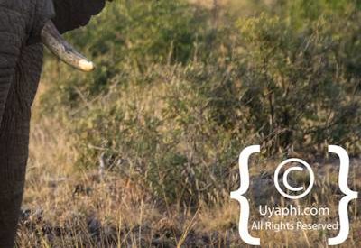 Elephants Of Madikwe