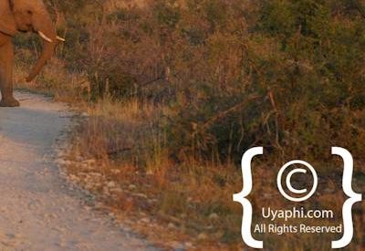 Elephants Of Madikwe