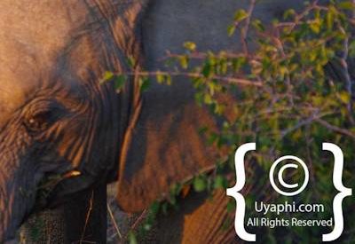 Elephants Of Madikwe