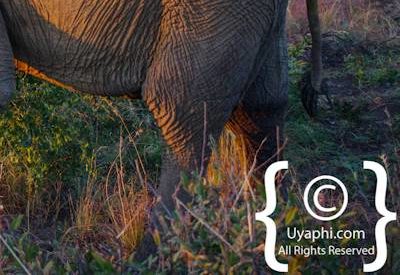 Elephants Of Madikwe