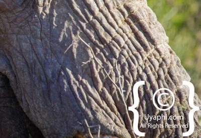 Elephants Of Madikwe